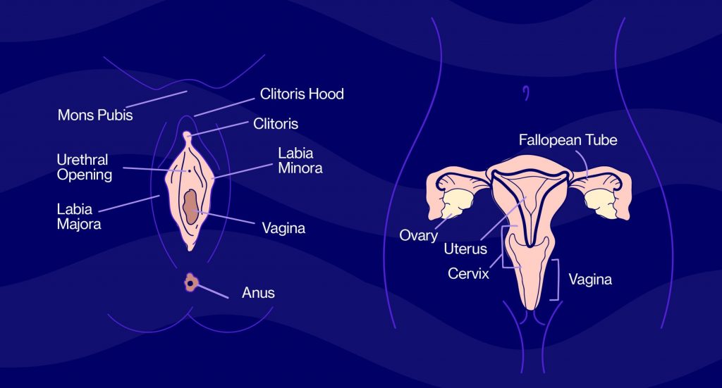 Vaginal Symptoms and Menopause - Elektra Health