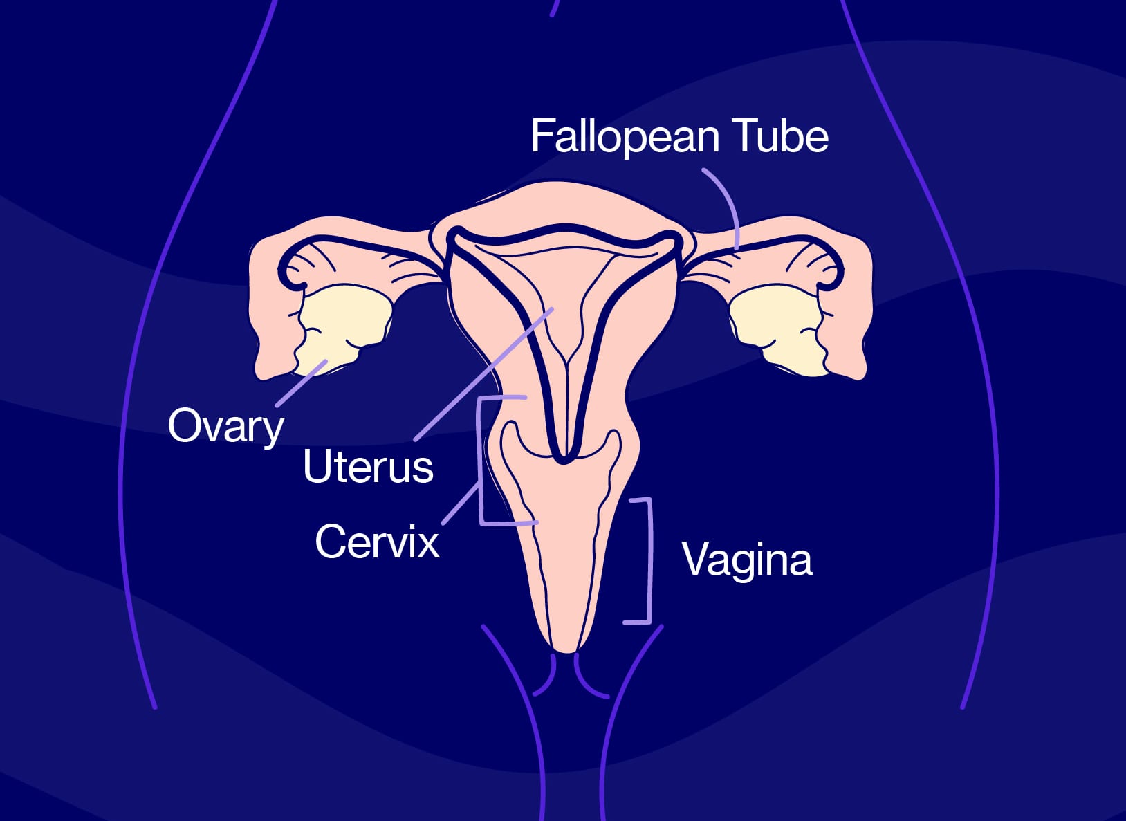 Vaginal Symptoms and Menopause Elektra Health